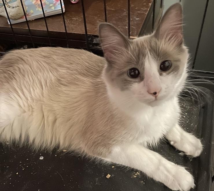 Cookie, Adoptable, Kitten Female Domestic Medium Hair.