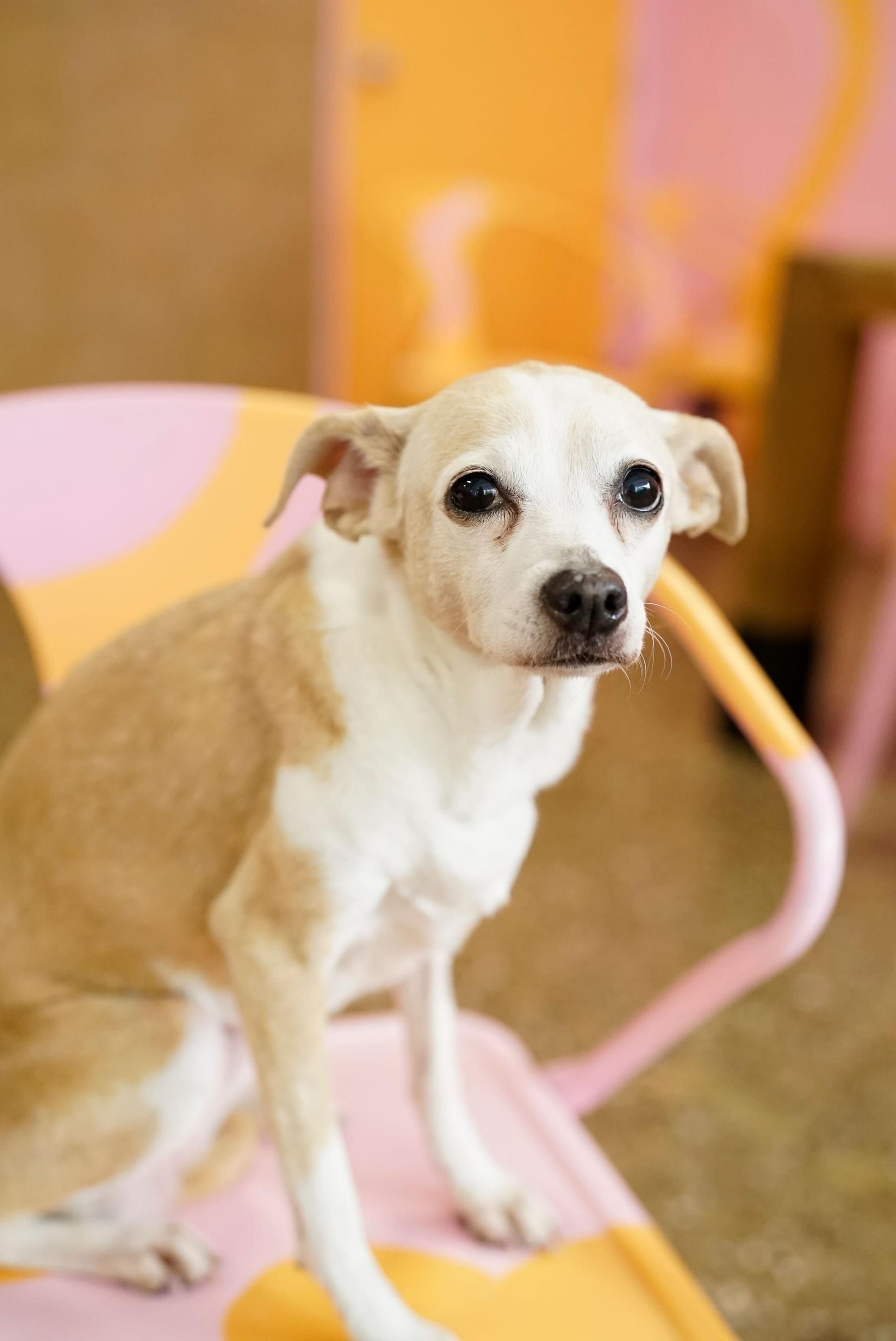 Enlarge Lala, an adopted mixed breed in Pasadena, CA image 5/5