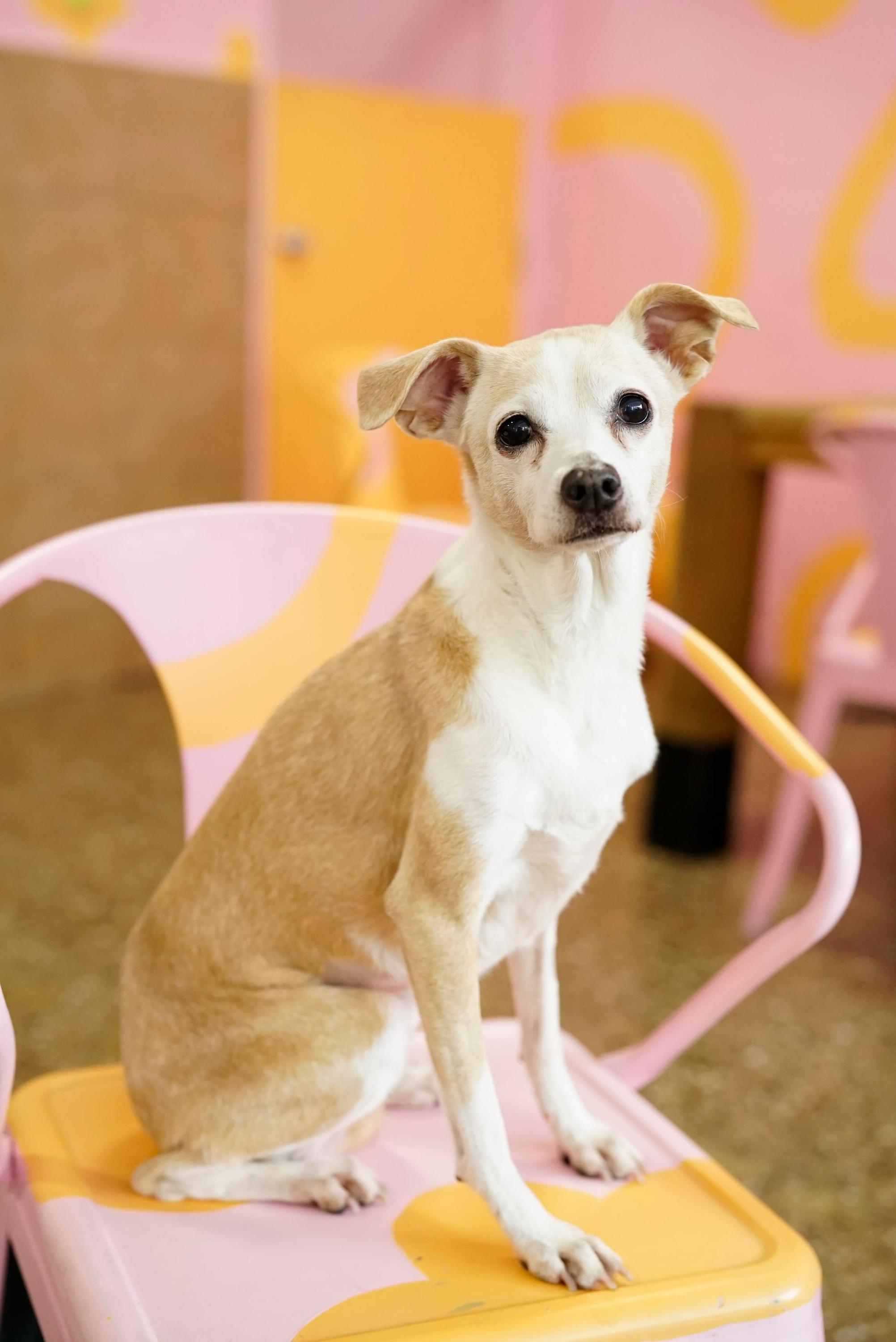 Lala, adopted, Senior Female Chihuahua.