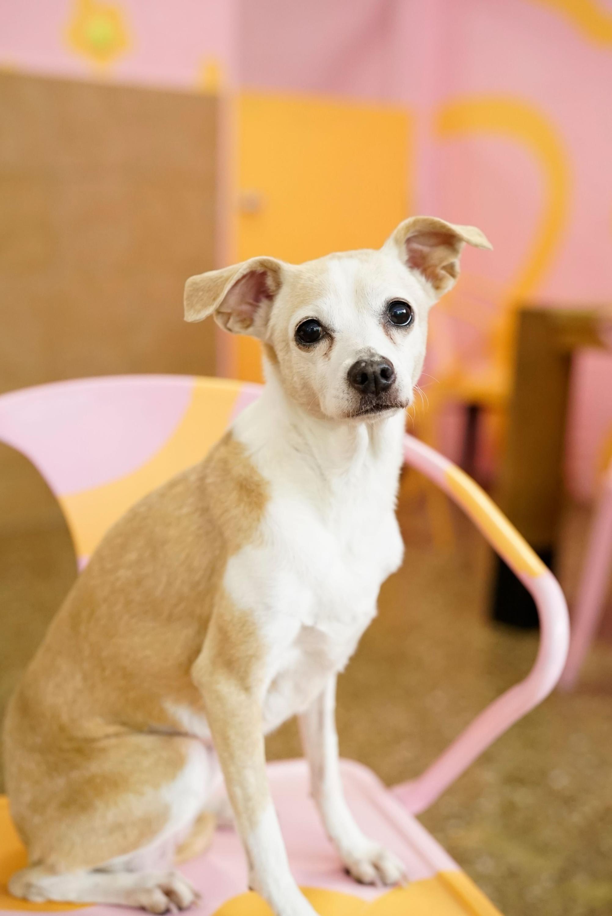 Enlarge Lala, an adopted mixed breed in Pasadena, CA image 4/5