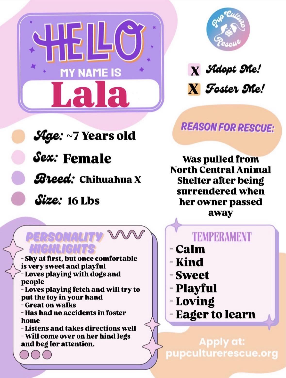Enlarge Lala, an adopted mixed breed in Pasadena, CA image 2/5