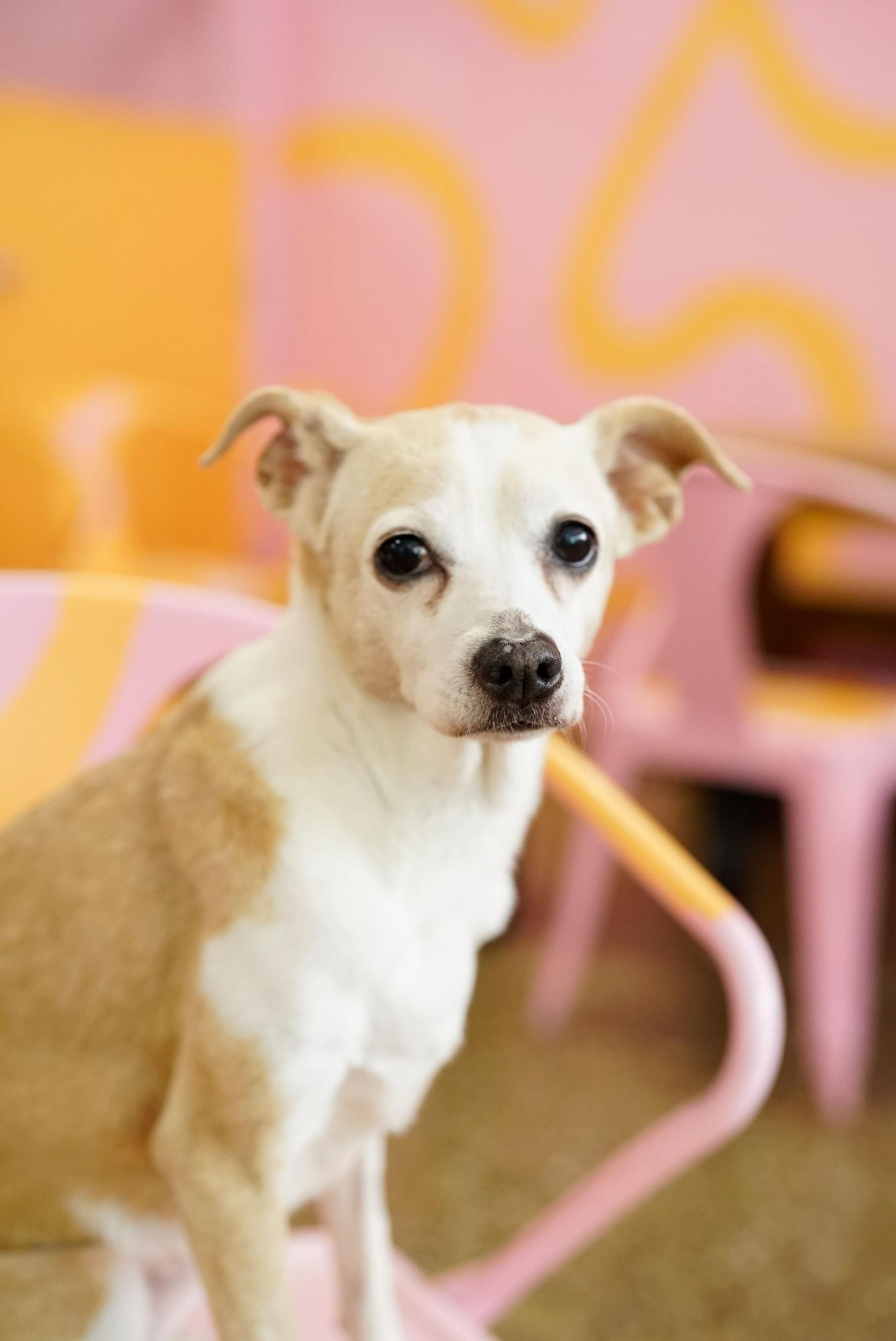 Enlarge Lala, an adopted mixed breed in Pasadena, CA image 3/5