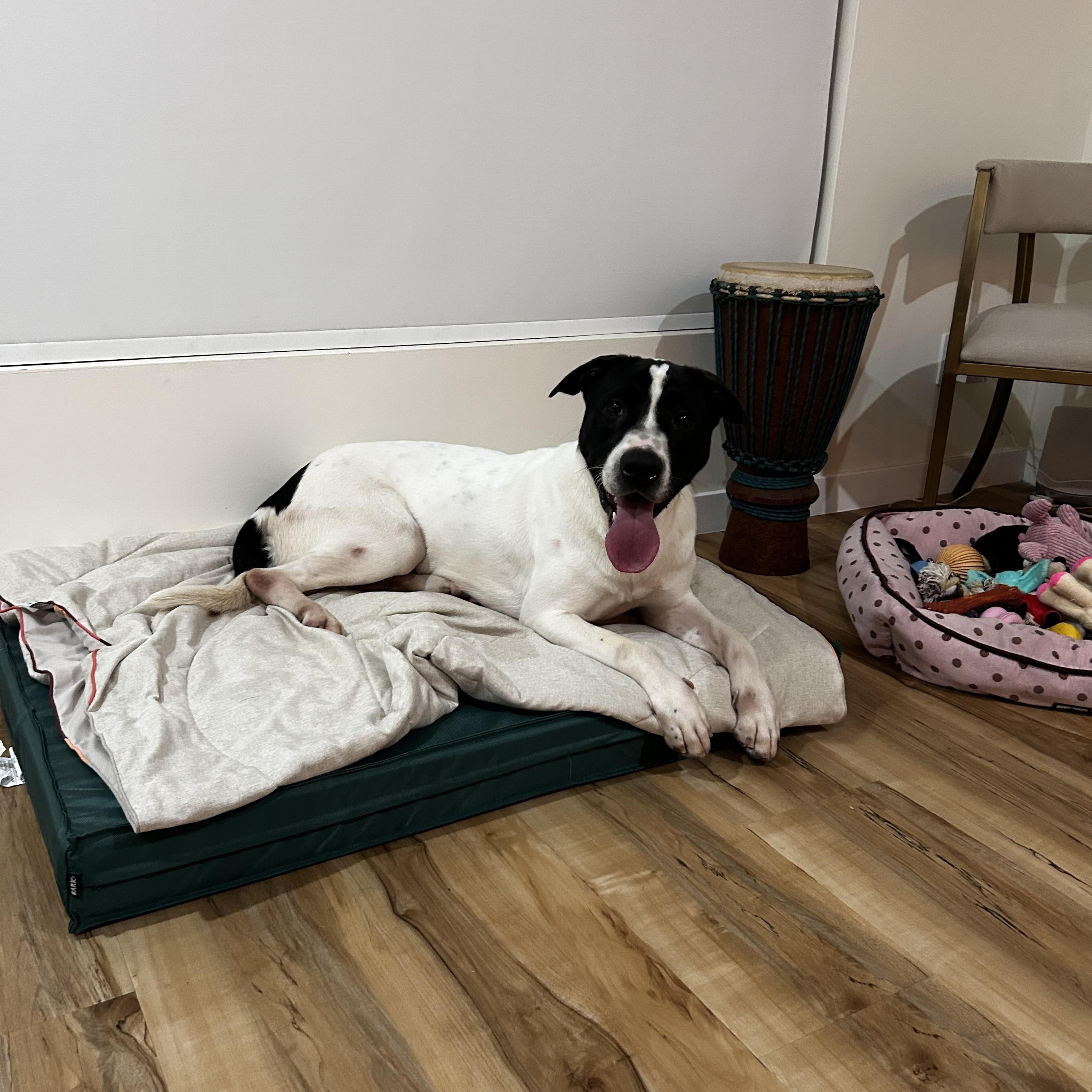 Enlarge Snoopy, an adopted mixed breed in Marina del Rey, CA image 3/6