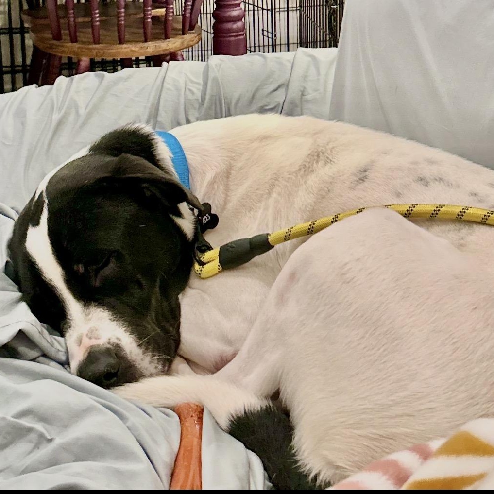 Enlarge Snoopy, an adopted mixed breed in Marina del Rey, CA image 2/6