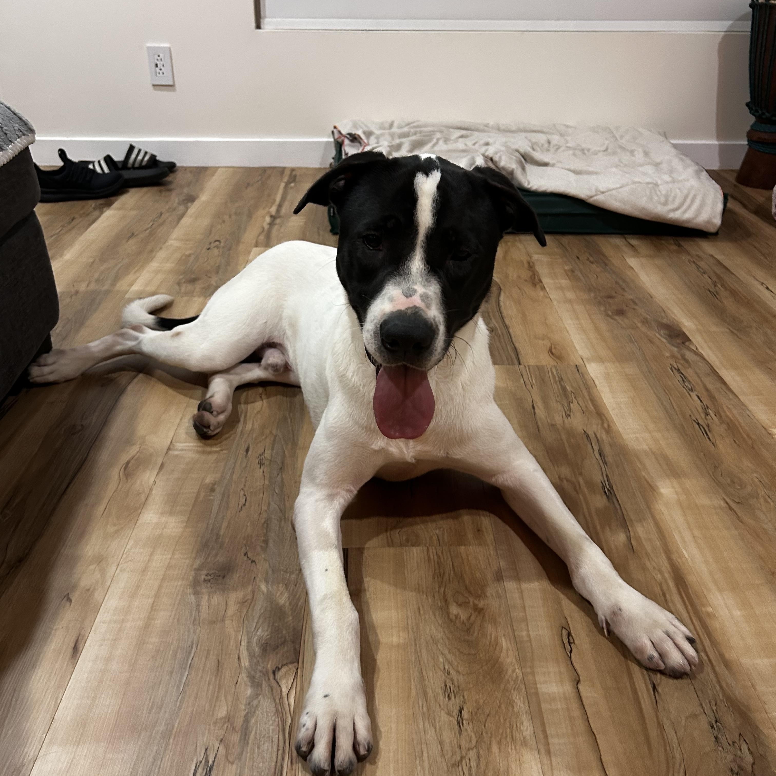 Enlarge Snoopy, an adopted mixed breed in Marina del Rey, CA image 4/6