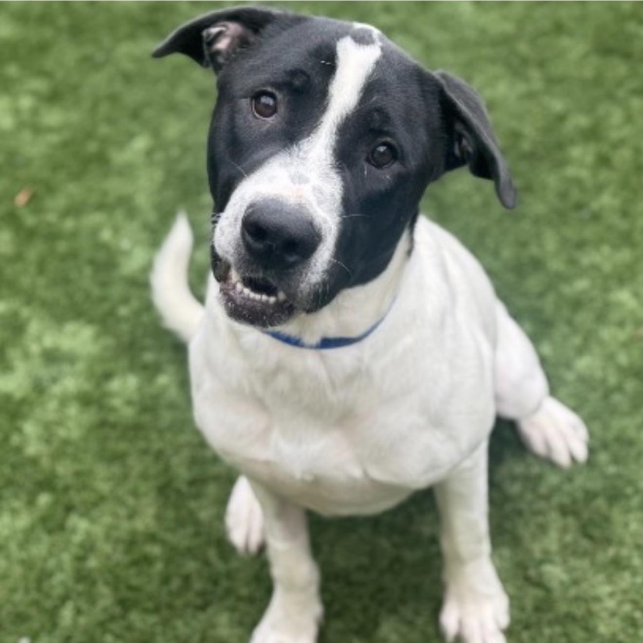 Enlarge Snoopy, an adopted mixed breed in Marina del Rey, CA image 1/6