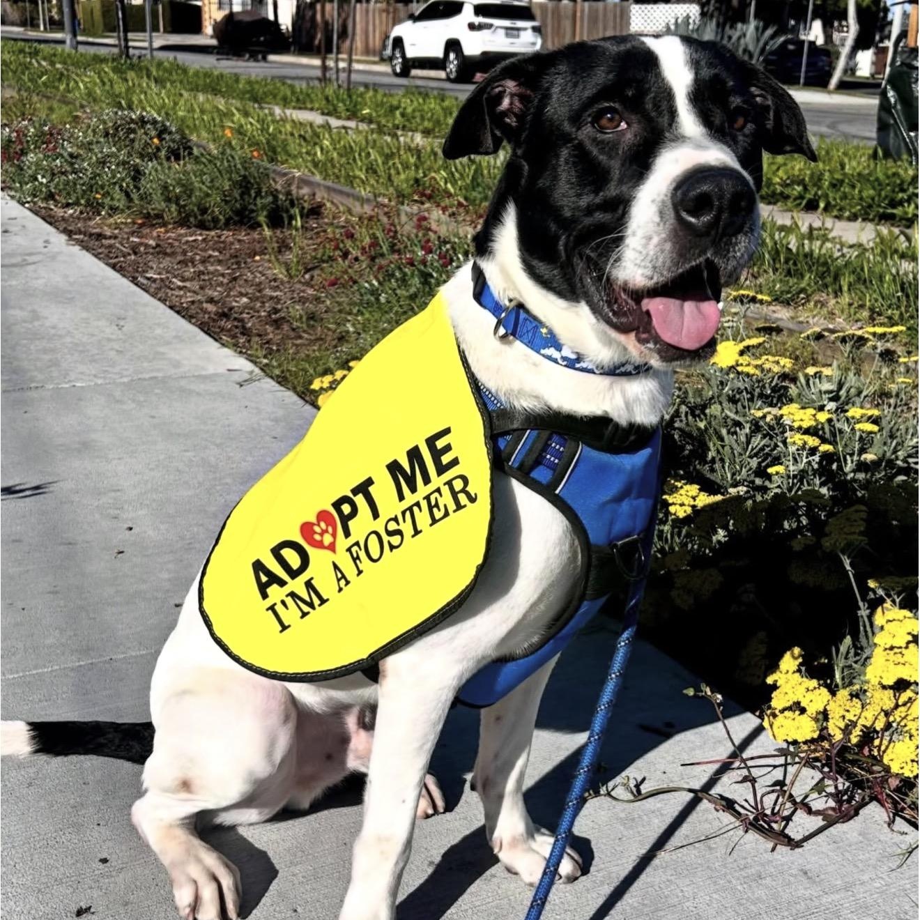 Enlarge Snoopy, an adopted mixed breed in Marina del Rey, CA image 5/6