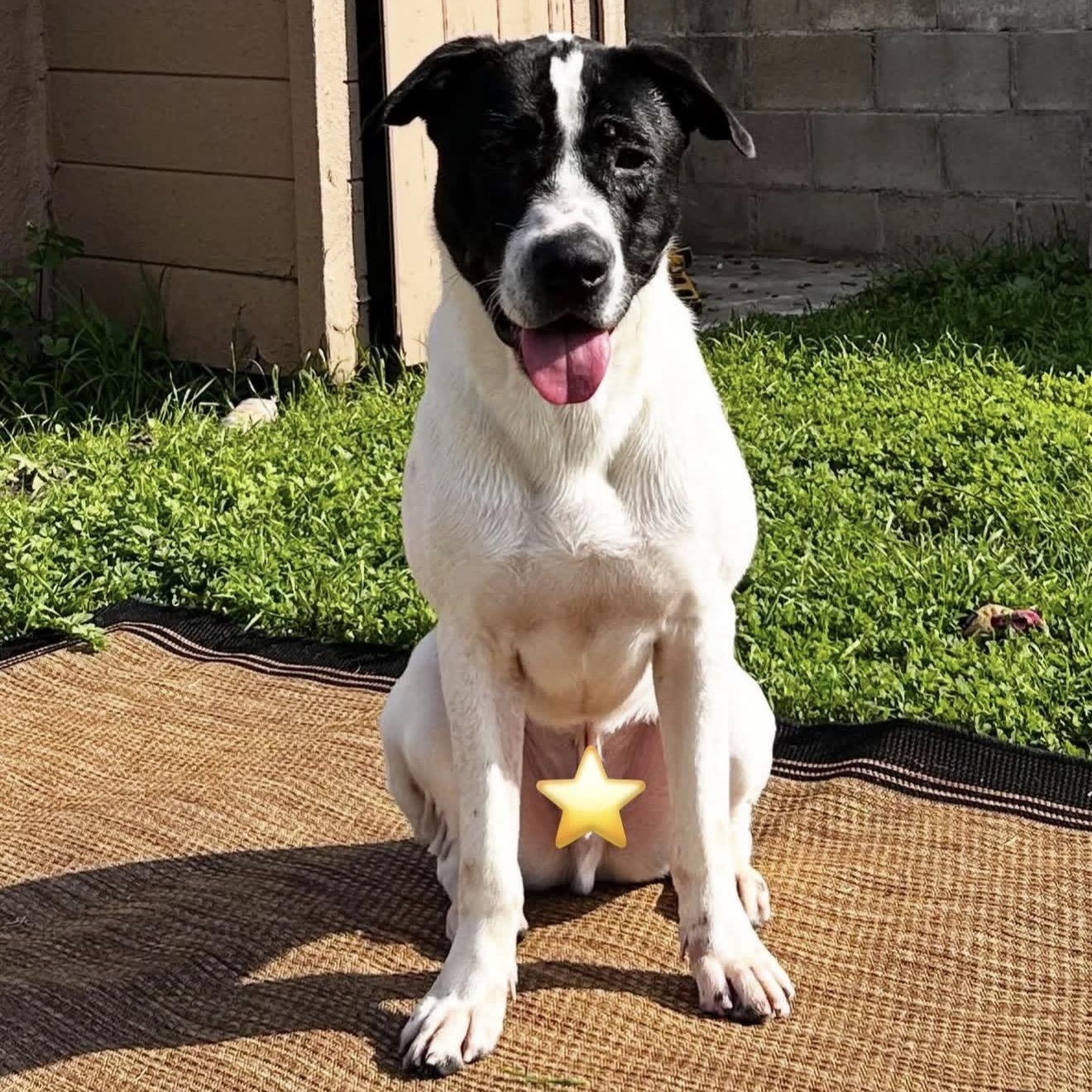 Enlarge Snoopy, an adopted mixed breed in Marina del Rey, CA image 6/6