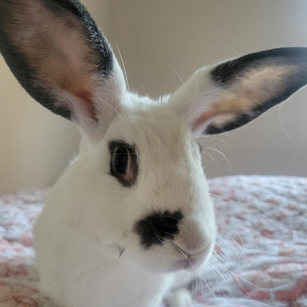 Enlarge McMuffin, a Adoptable mixed breed in Richmond, CA image 1/6