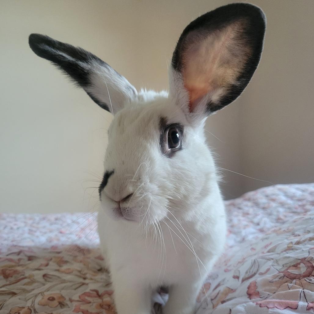 Enlarge McMuffin, a Adoptable mixed breed in Richmond, CA image 1/6