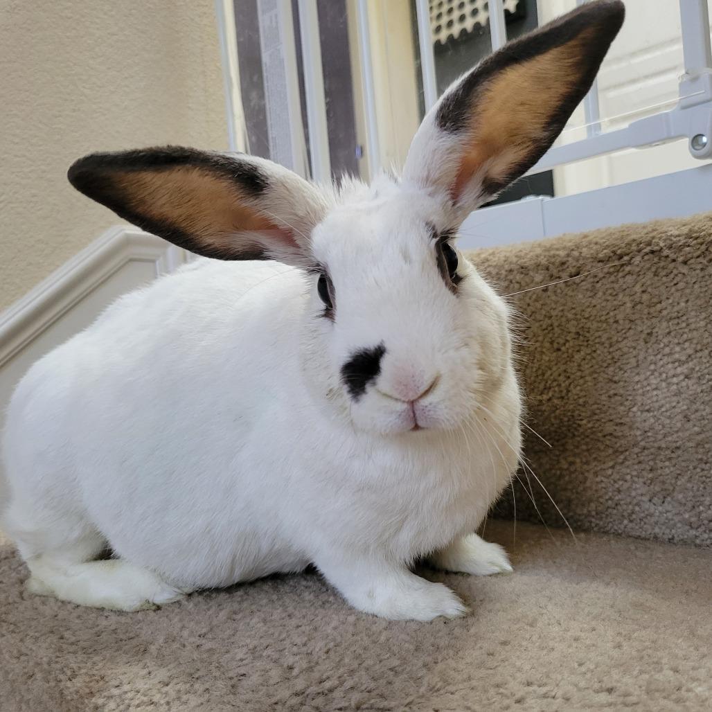Enlarge McMuffin, a Adoptable mixed breed in Richmond, CA image 2/6