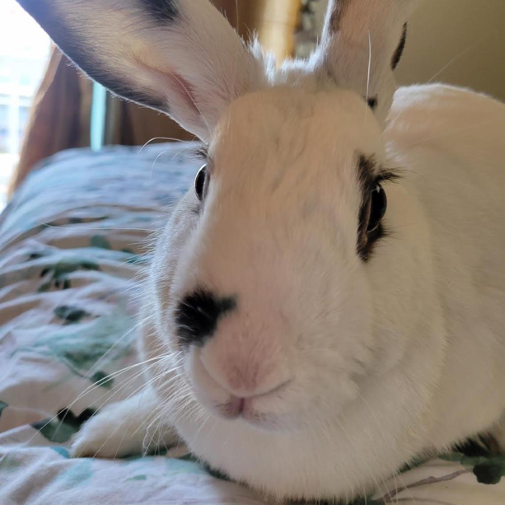 Enlarge McMuffin, a Adoptable mixed breed in Richmond, CA image 2/6