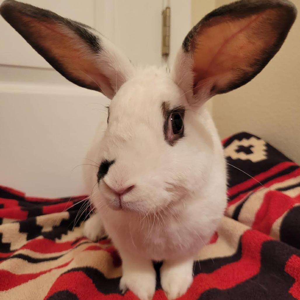 Enlarge McMuffin, a Adoptable mixed breed in Richmond, CA image 3/6