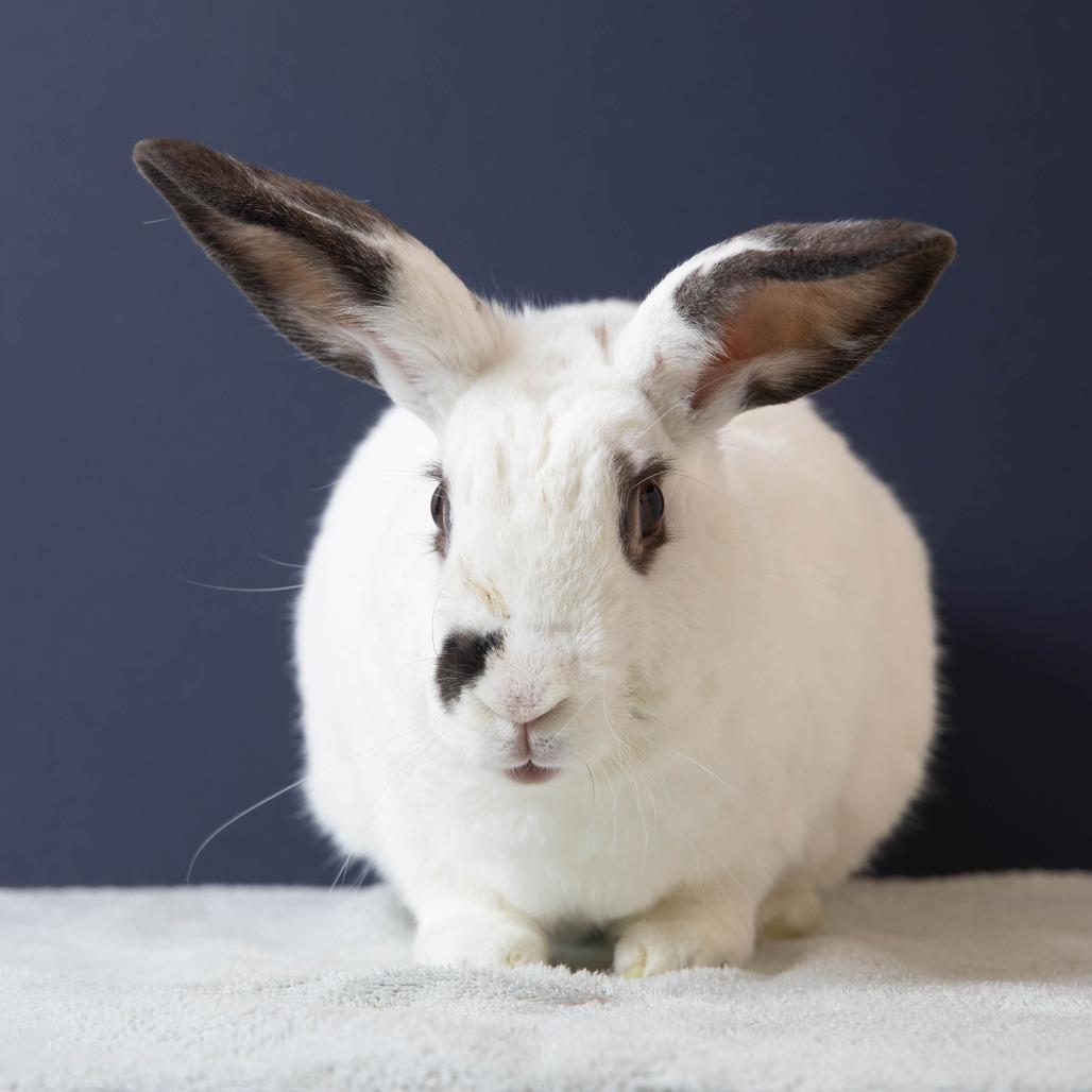 Enlarge McMuffin, a Adoptable mixed breed in Richmond, CA image 5/6