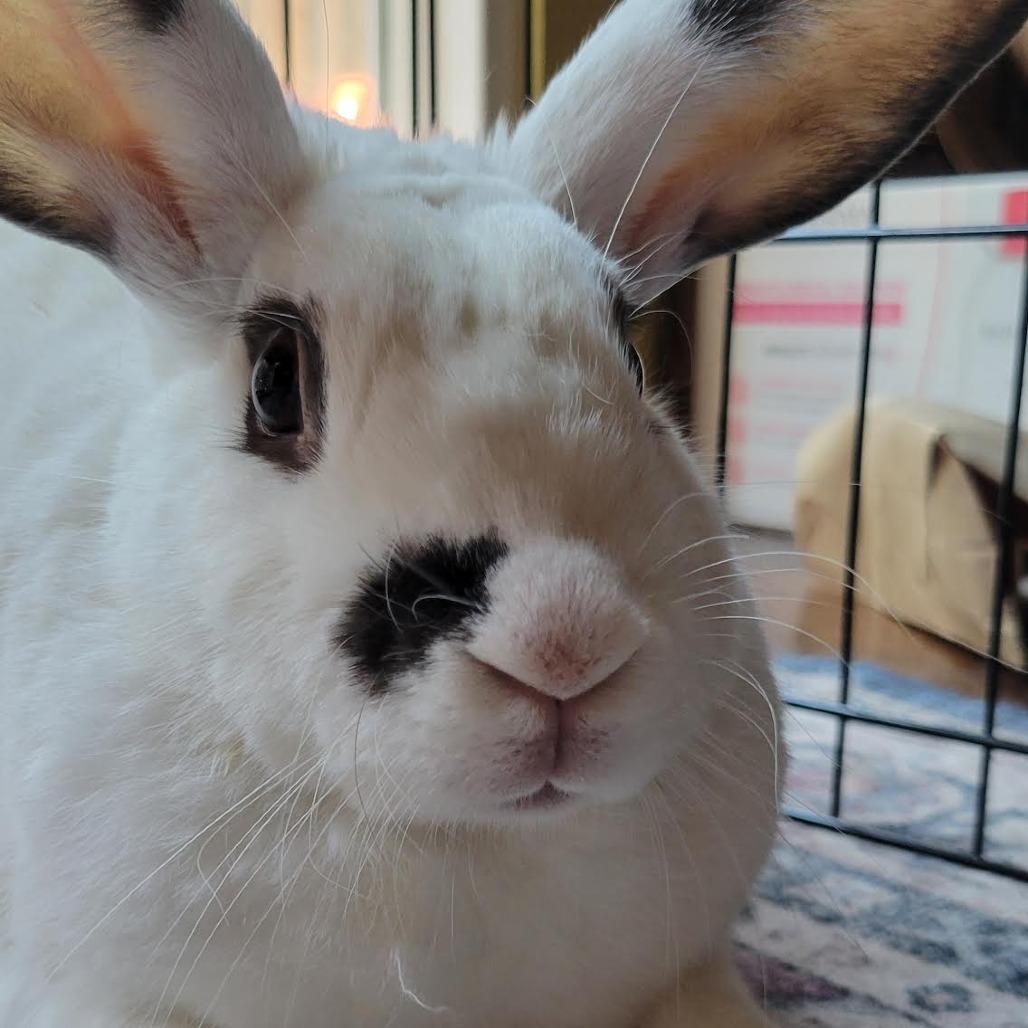 Enlarge McMuffin, a Adoptable mixed breed in Richmond, CA image 6/6