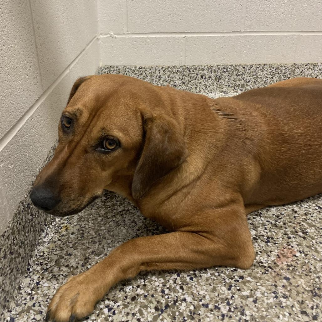 Brandy, Adoptable, Young Female Hound & Mixed Breed.