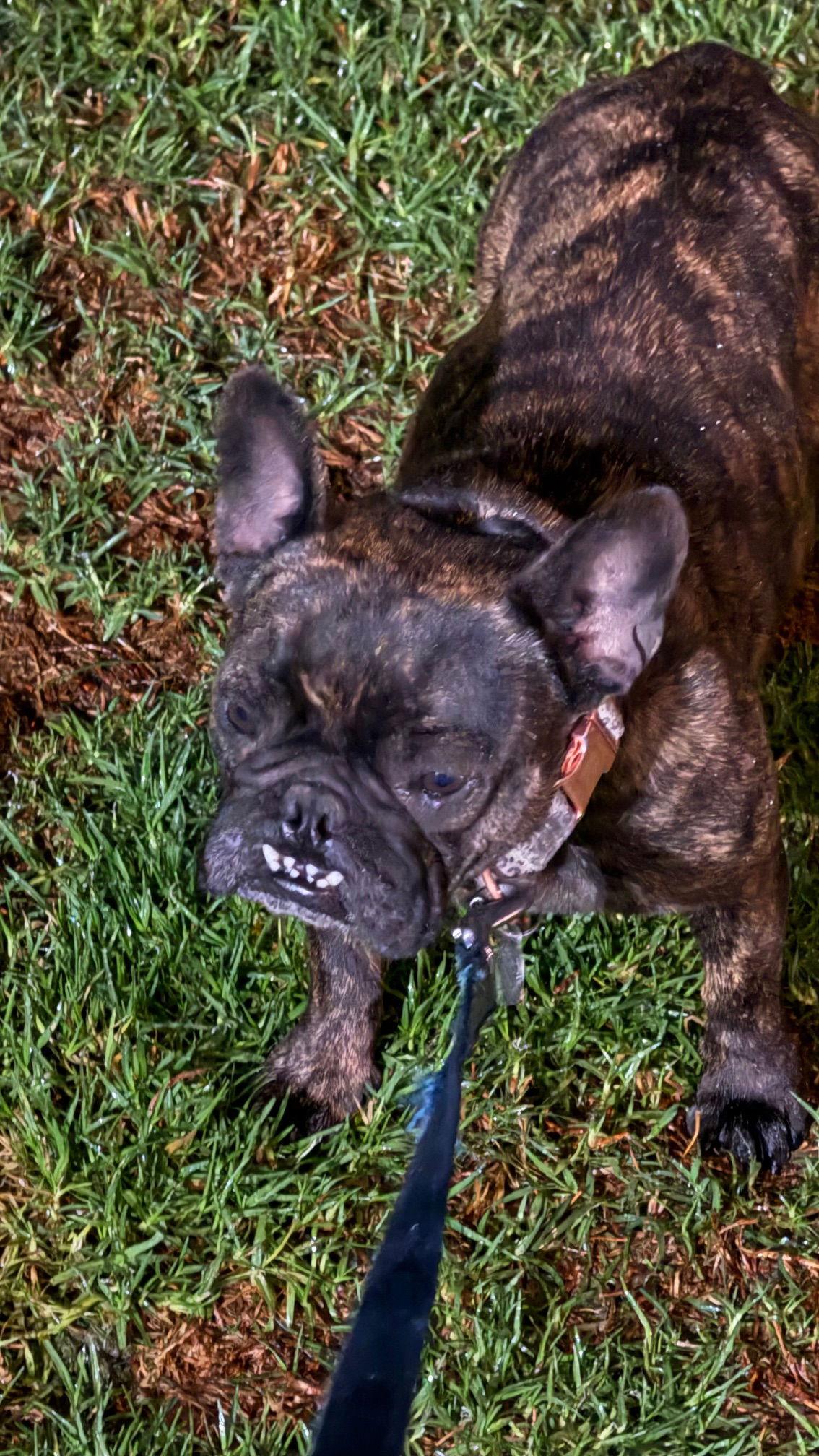 Enlarge Nyema, a Adopted French Bulldog in Orange, CA image 1/2