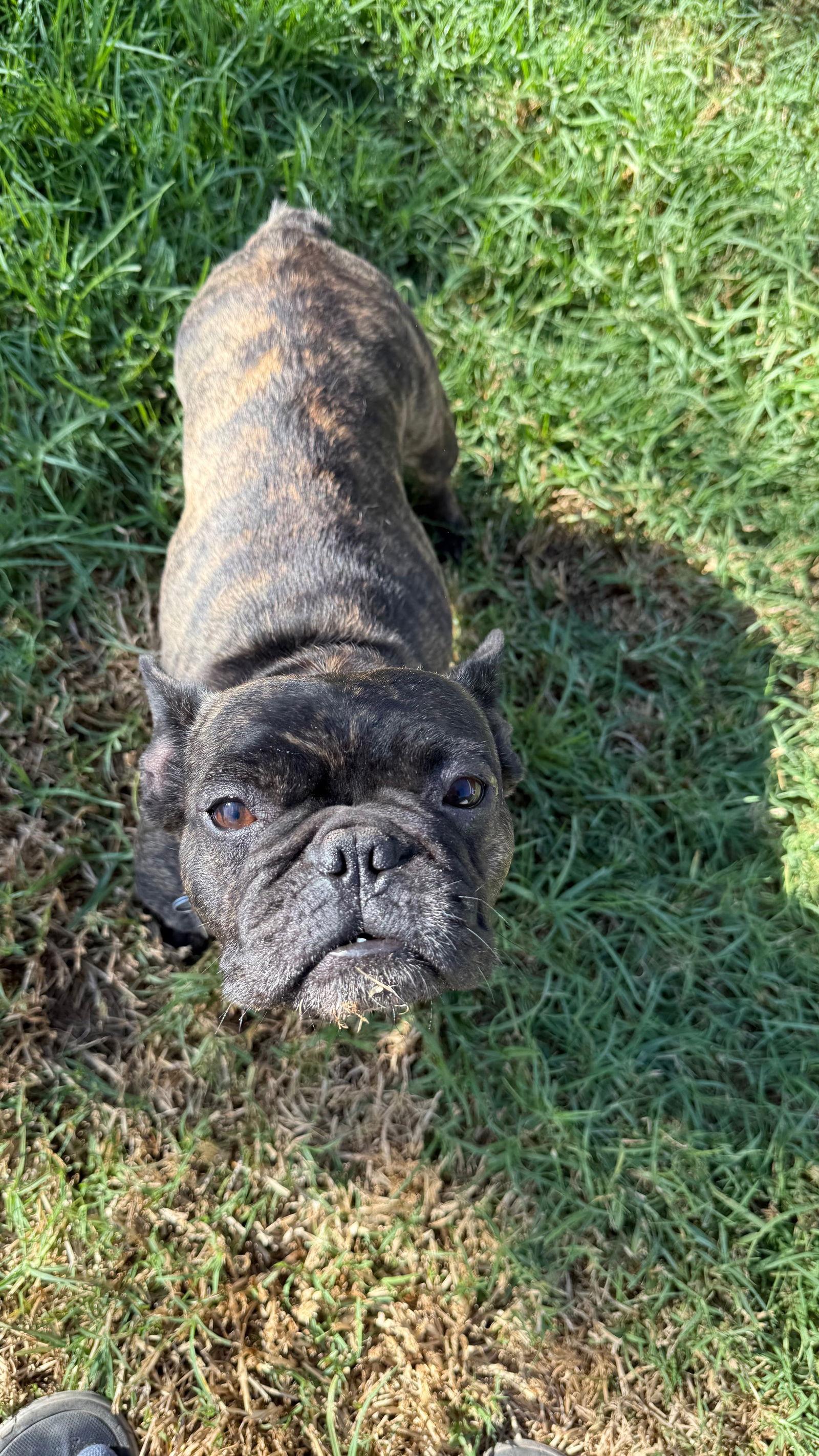 Nyema, Adoptable, Adult Female French Bulldog.