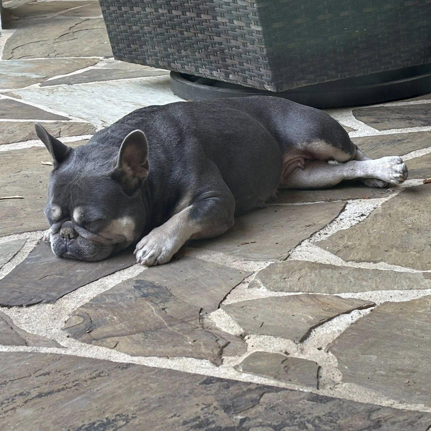 Enlarge Millie, a Adoptable French Bulldog in Fair Oaks Ranch, TX image 5/6