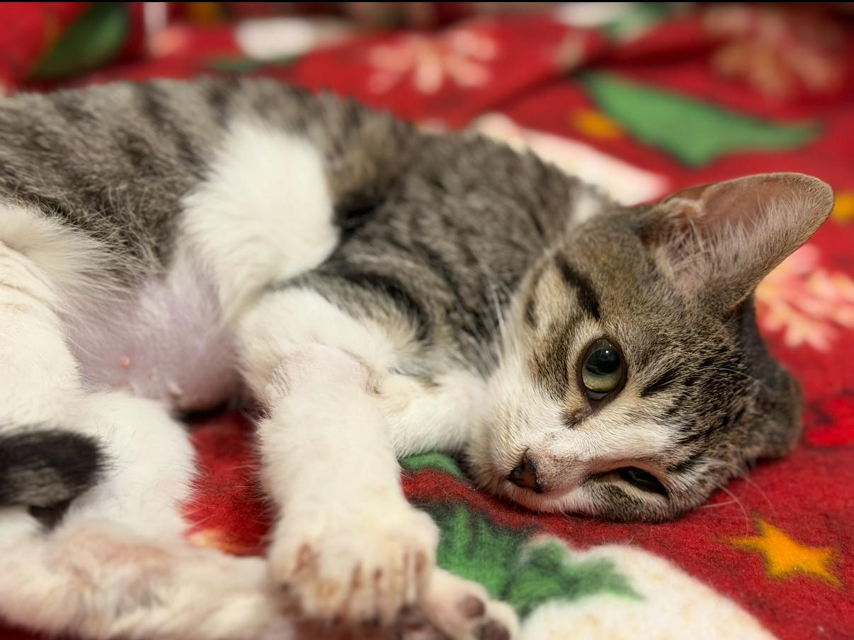 Enlarge Wrangler, an adopted Domestic Short Hair in Oceanside, CA image 2/3