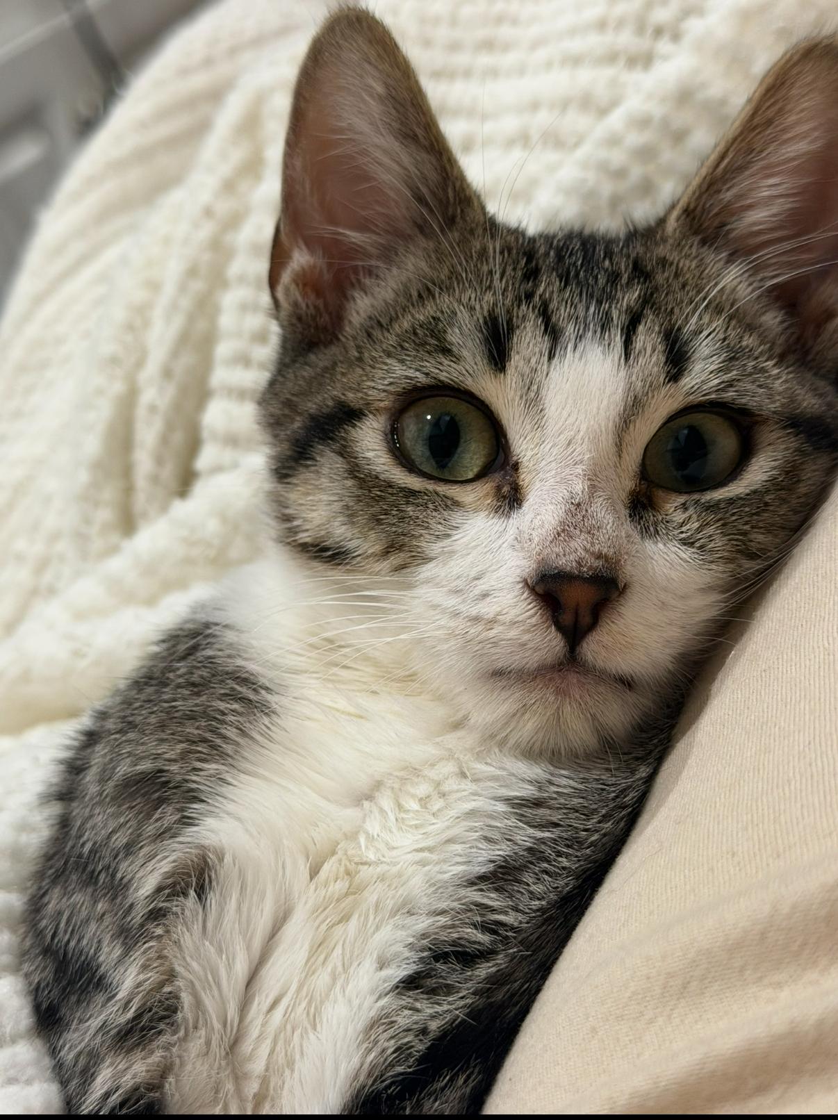 Enlarge Wrangler, an adopted Domestic Short Hair in Oceanside, CA image 3/3