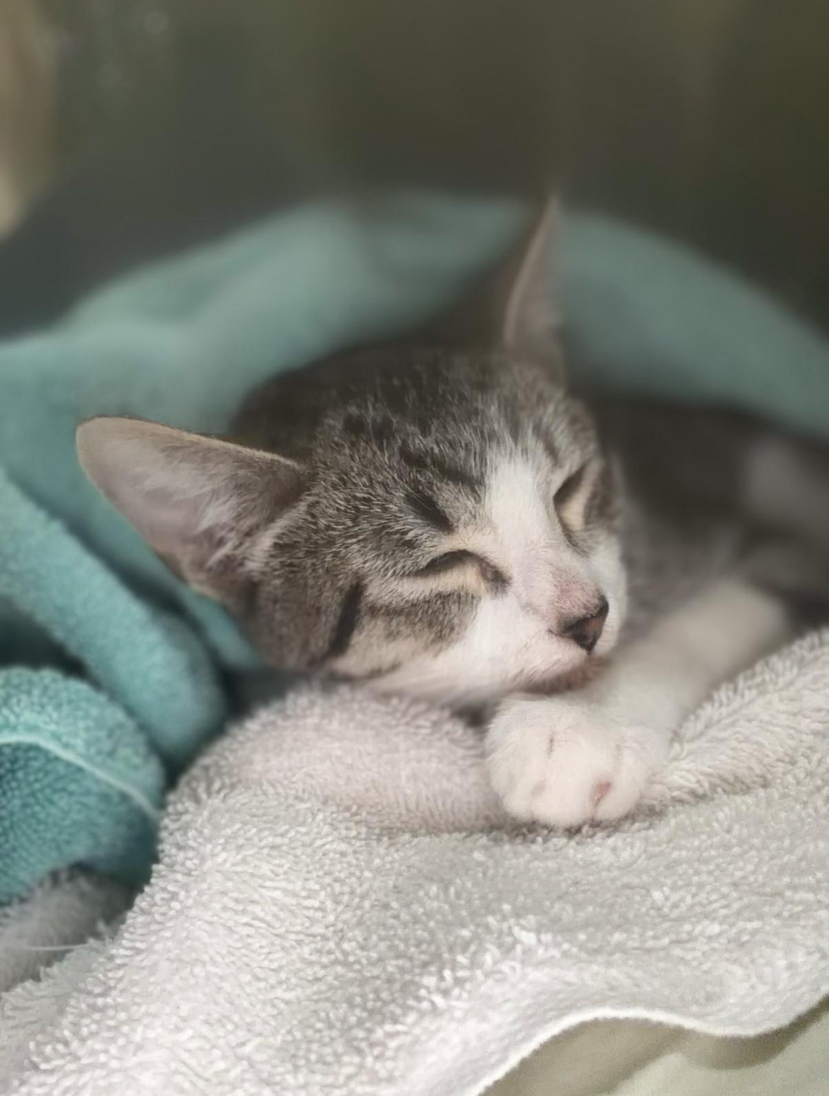 Enlarge Wrangler, an adopted Domestic Short Hair in Oceanside, CA image 1/3