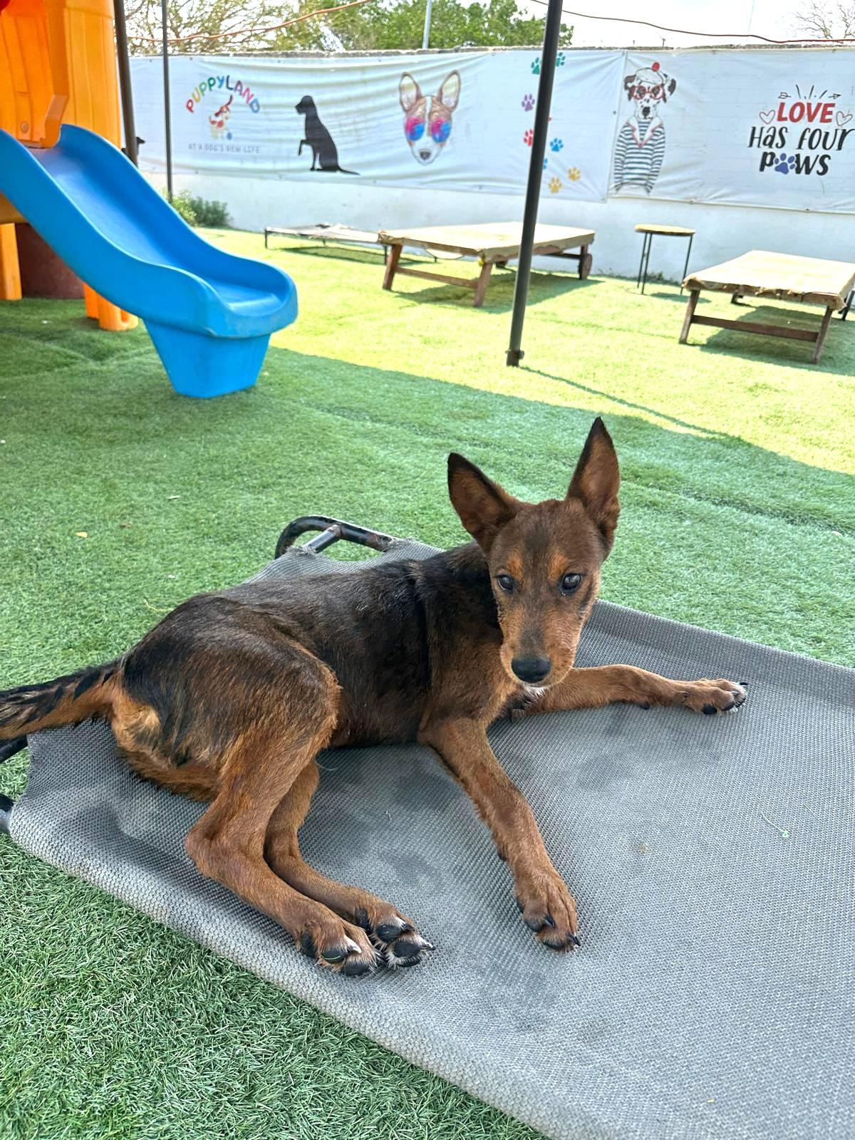 Grizzly, an adopted mixed breed in Vancouver, BC image 3/6