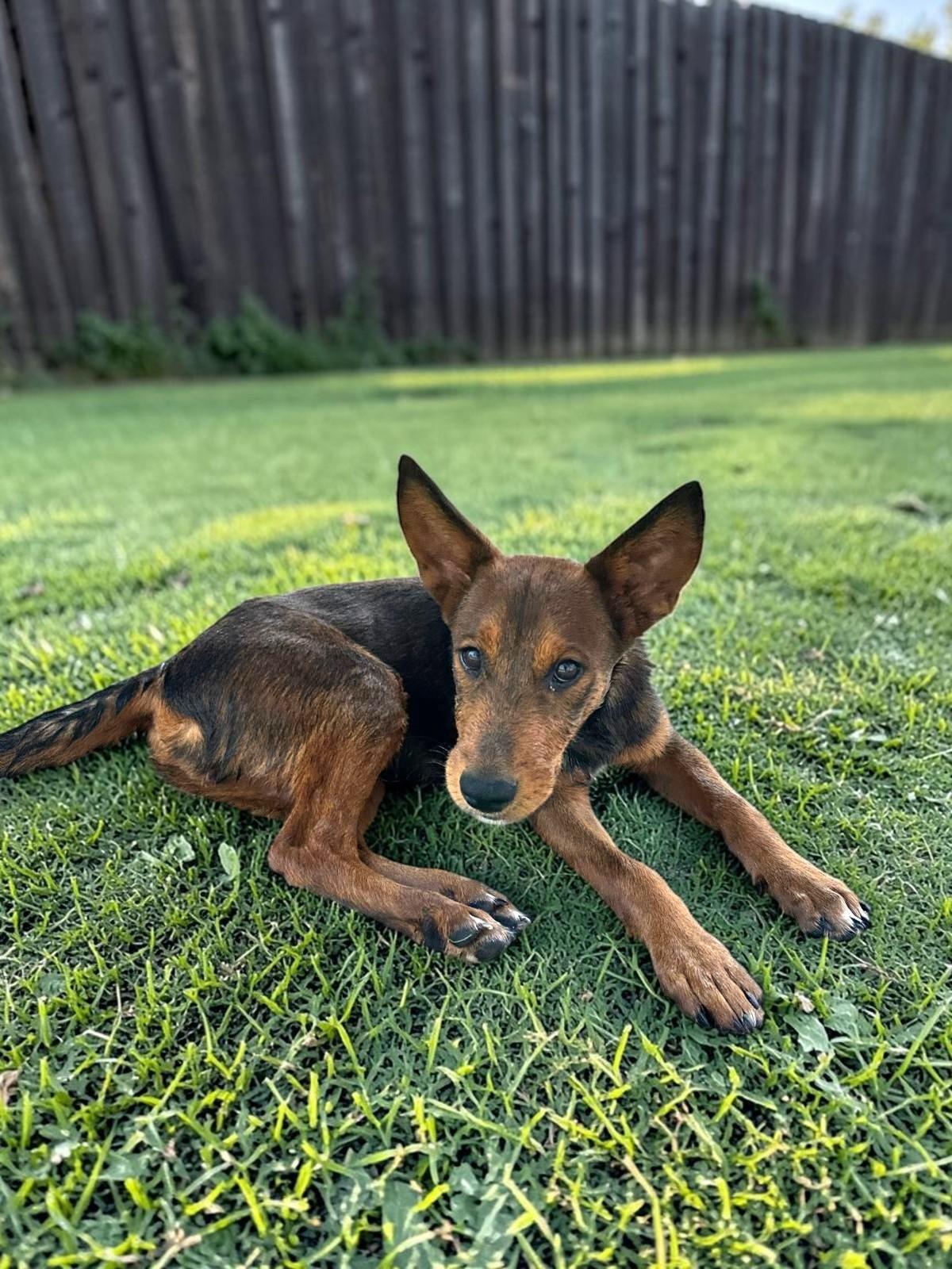 Grizzly, adopted, Puppy Male Shepherd & Australian Kelpie.