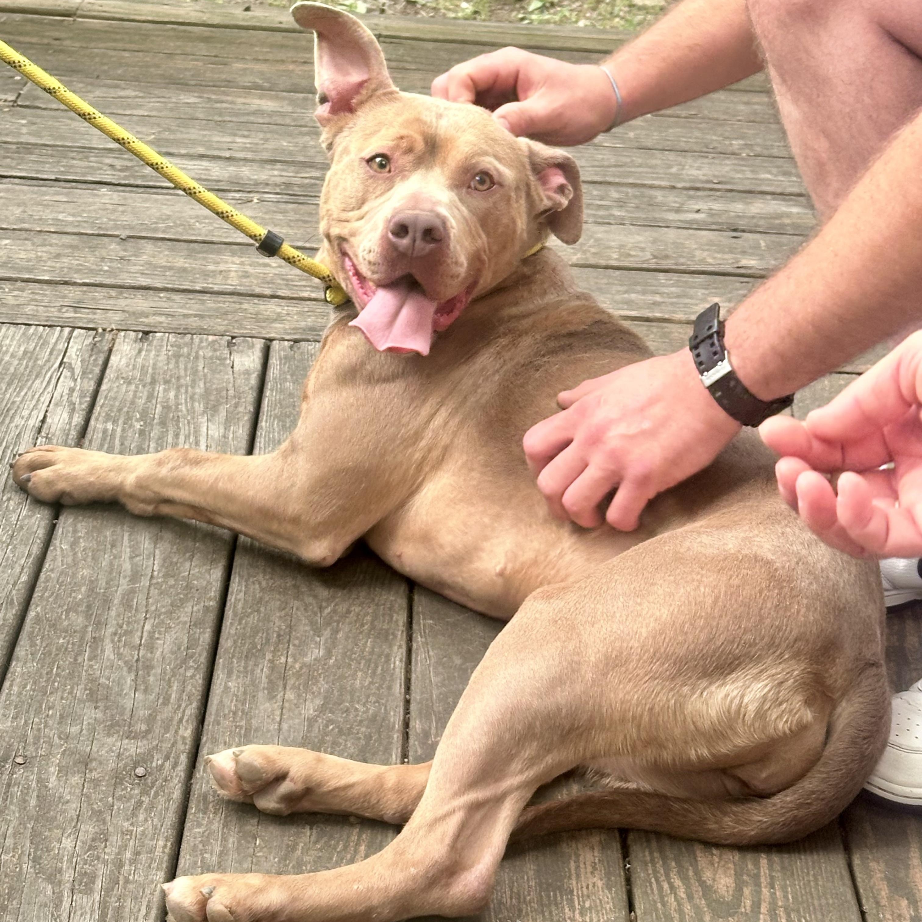 Lola, Adoptable, Young Female Pit Bull Terrier.