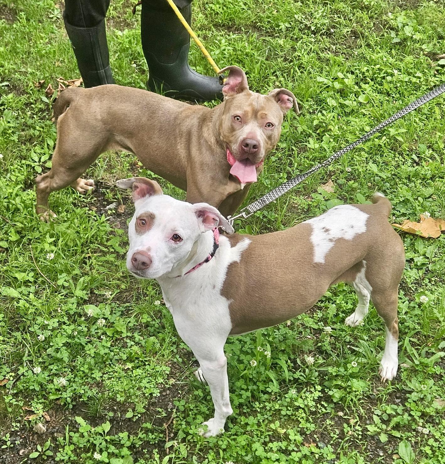 Lola, a Adoptable Pit Bull Terrier in Northport, NY image 6/6