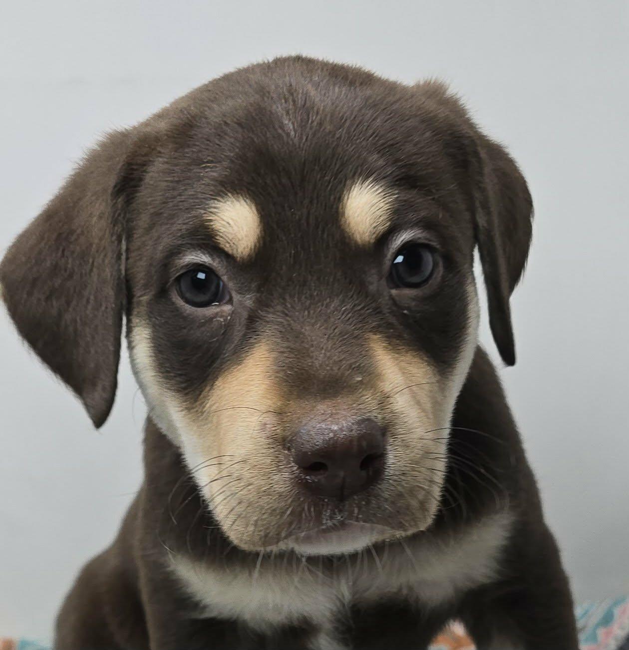 Nobo True, Adoptable, Puppy Female Labrador Retriever & Australian Shepherd.