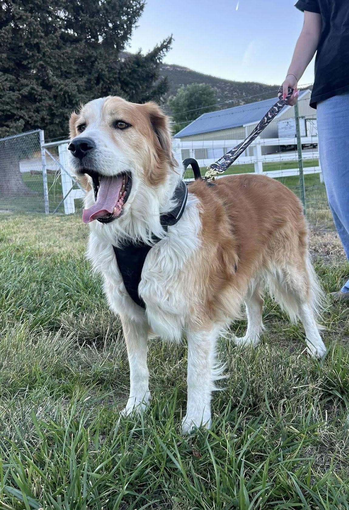 Finley, Adoptable, Adult Male Great Pyrenees & Labrador Retriever.