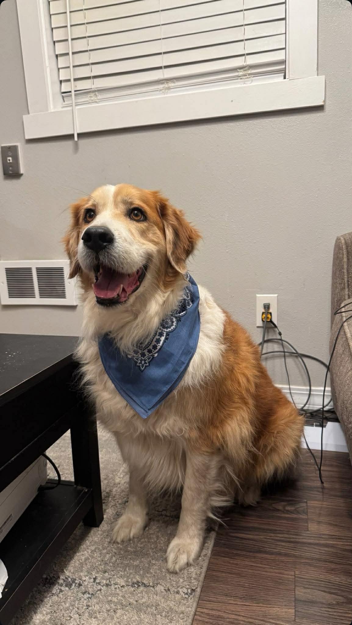 Enlarge Finley, a Adoptable mixed breed in Bountiful, UT image 2/2