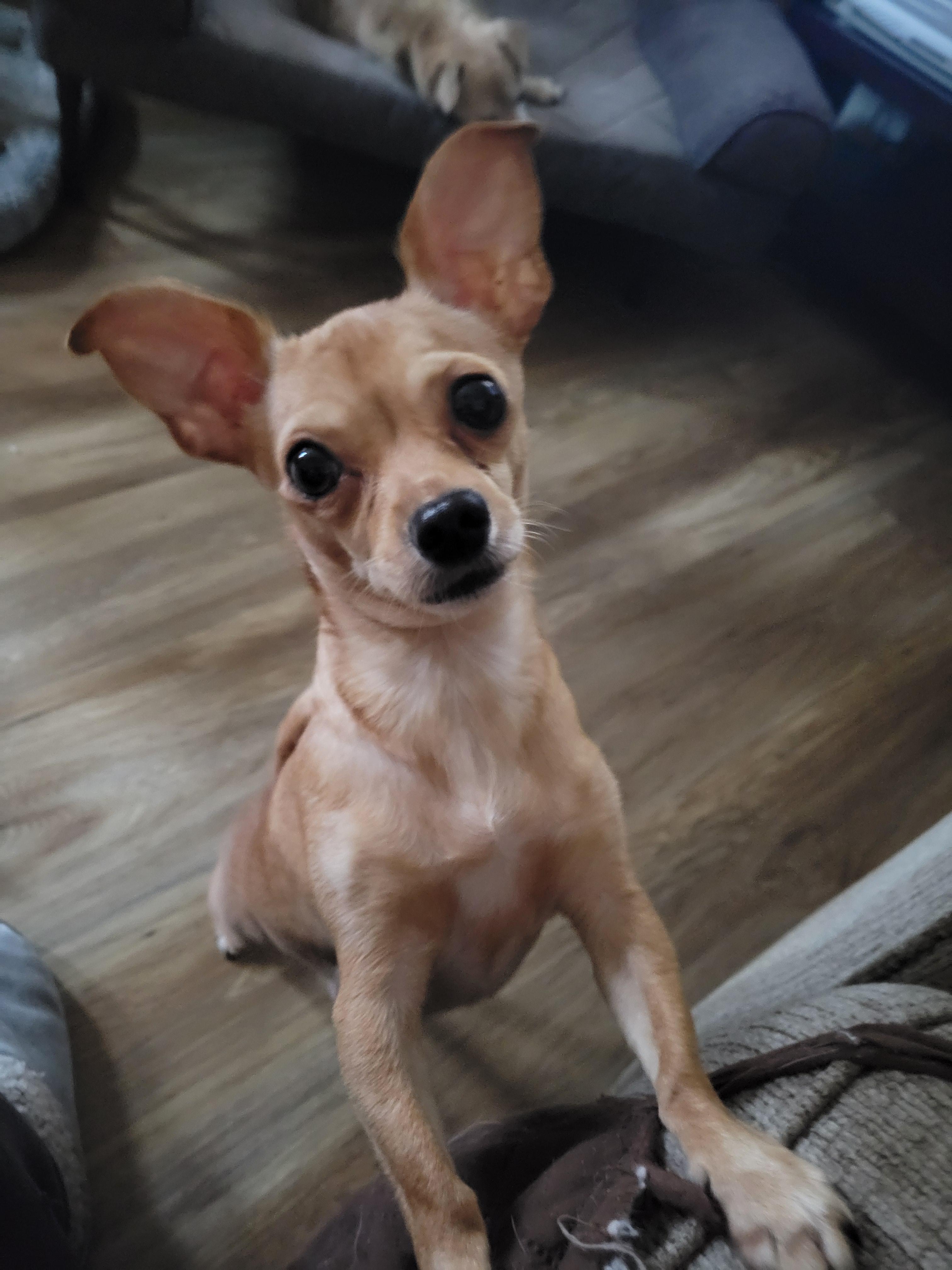 Blaire, adopted, Young Female Chihuahua.