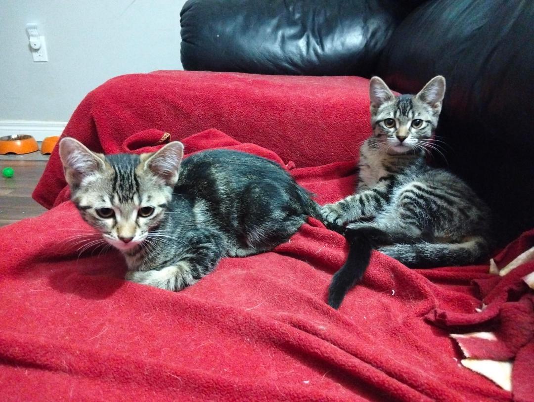 Zelda bonded with Linc, ADOPTABLE, Kitten Female Tabby.