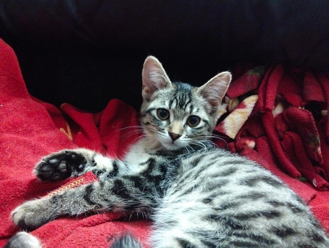 Zelda bonded with Linc, a ADOPTABLE Tabby in Hamilton, ON image 2/4