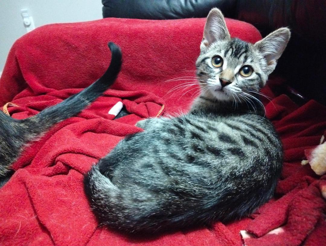 Zelda bonded with Linc, a ADOPTABLE Tabby in Hamilton, ON image 4/4
