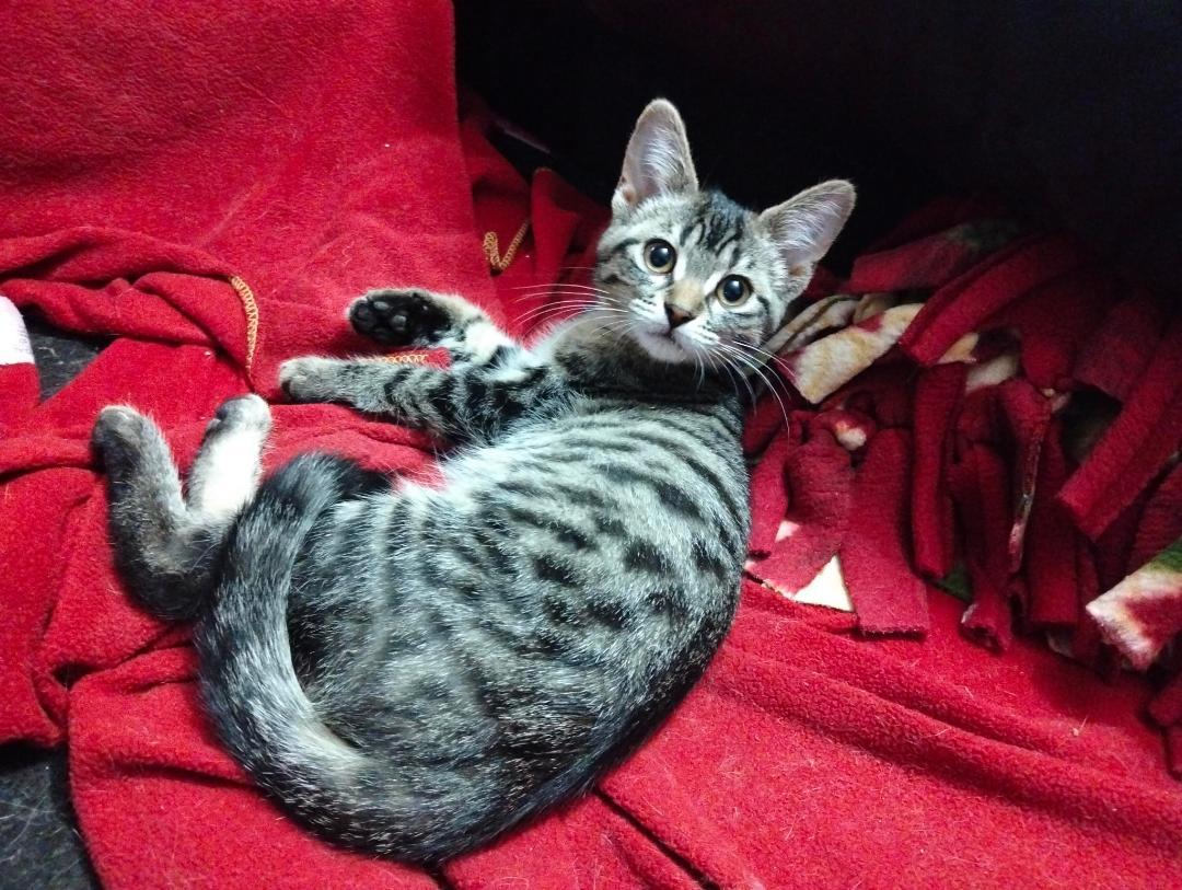 Zelda bonded with Linc, a ADOPTABLE Tabby in Hamilton, ON image 3/4