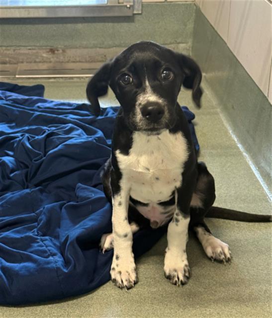 BENNY, Adoptable, Puppy Male German Shorthaired Pointer & Mixed Breed.