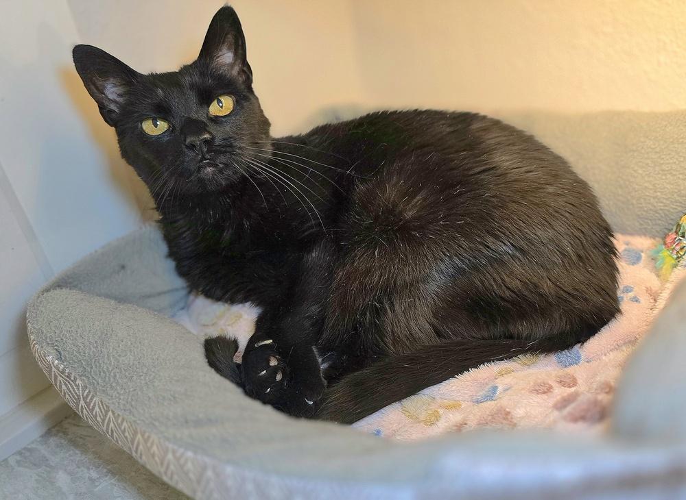 Enlarge Sharlene, a Adoptable Domestic Short Hair in Vancouver, WA image 2/3