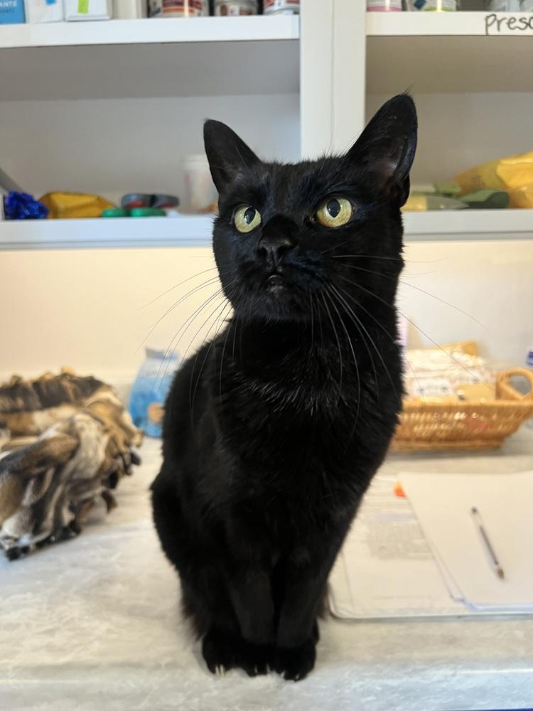 Enlarge Sharlene, a Adoptable Domestic Short Hair in Vancouver, WA image 3/3