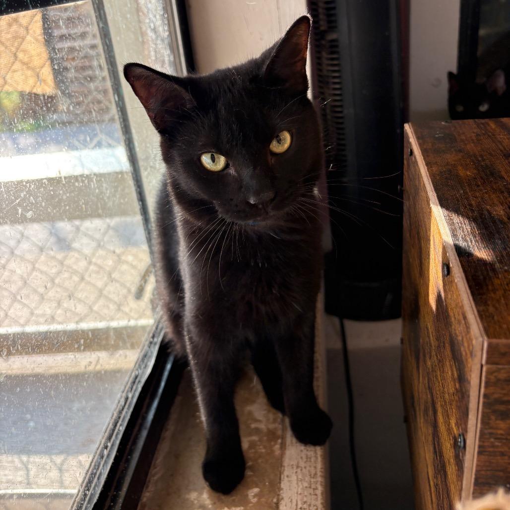 Enlarge Luck, a Adoptable Domestic Short Hair in Laredo, TX image 1/4