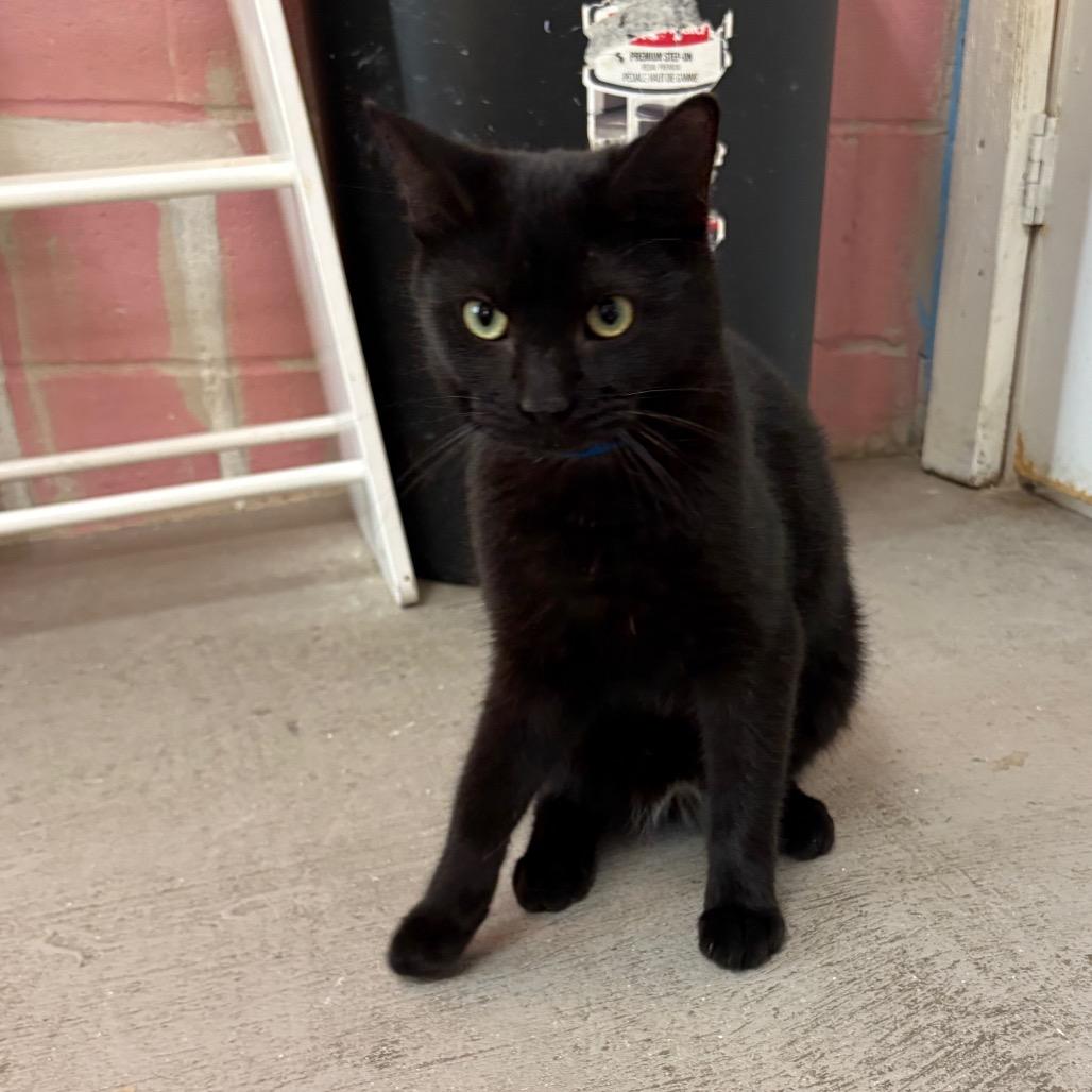 Enlarge Luck, a Adoptable Domestic Short Hair in Laredo, TX image 2/4