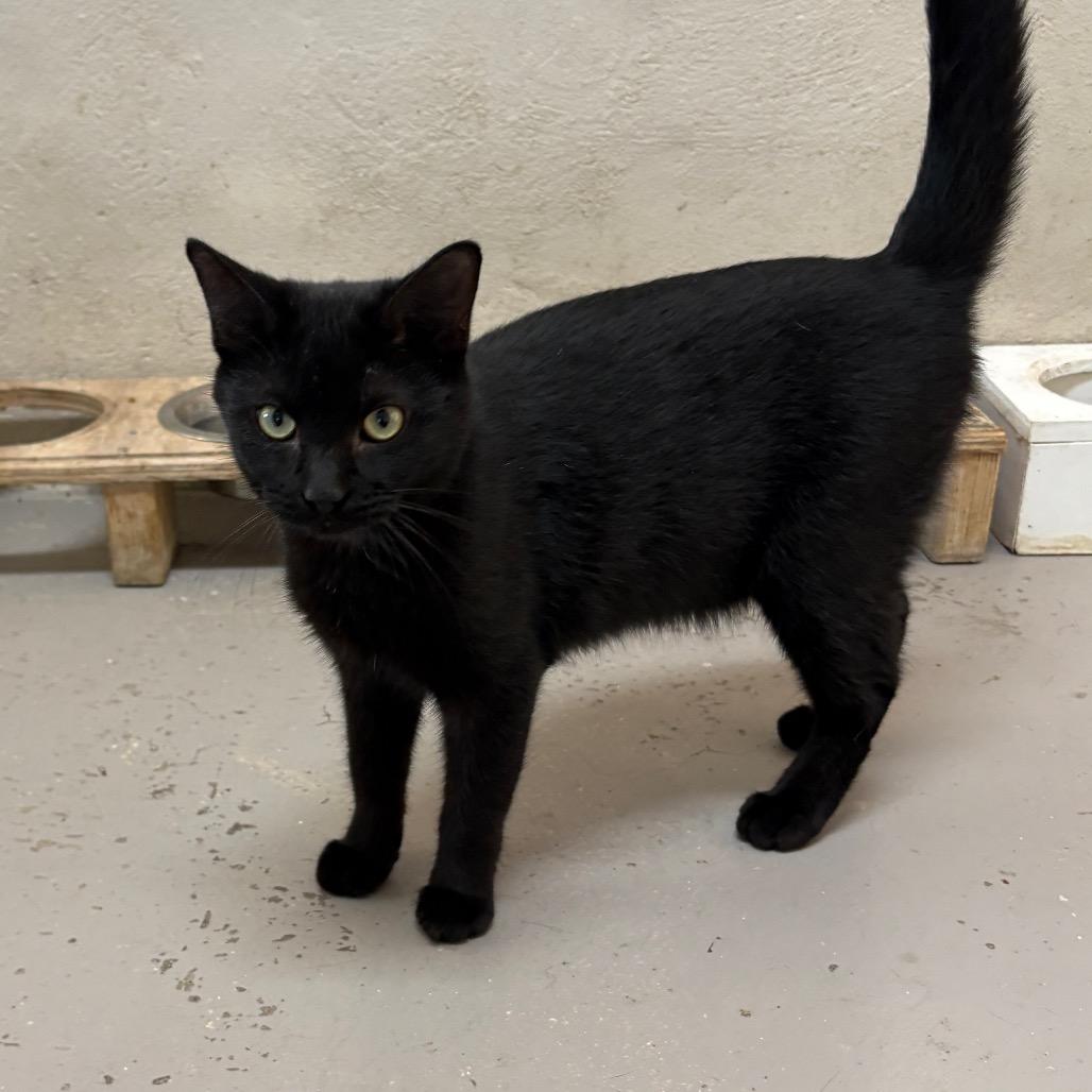 Enlarge Luck, a Adoptable Domestic Short Hair in Laredo, TX image 3/4