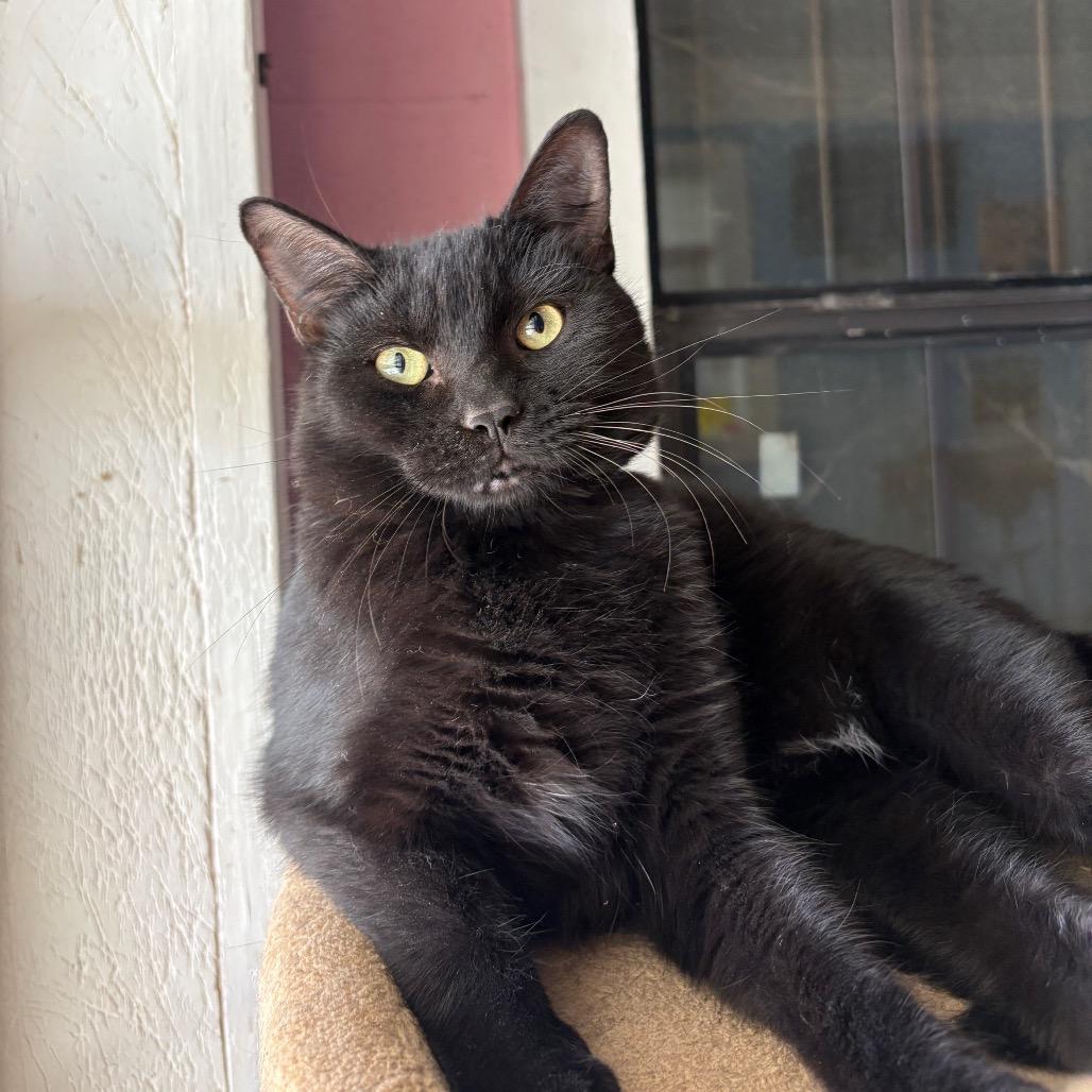 Enlarge Luck, a Adoptable Domestic Short Hair in Laredo, TX image 4/4