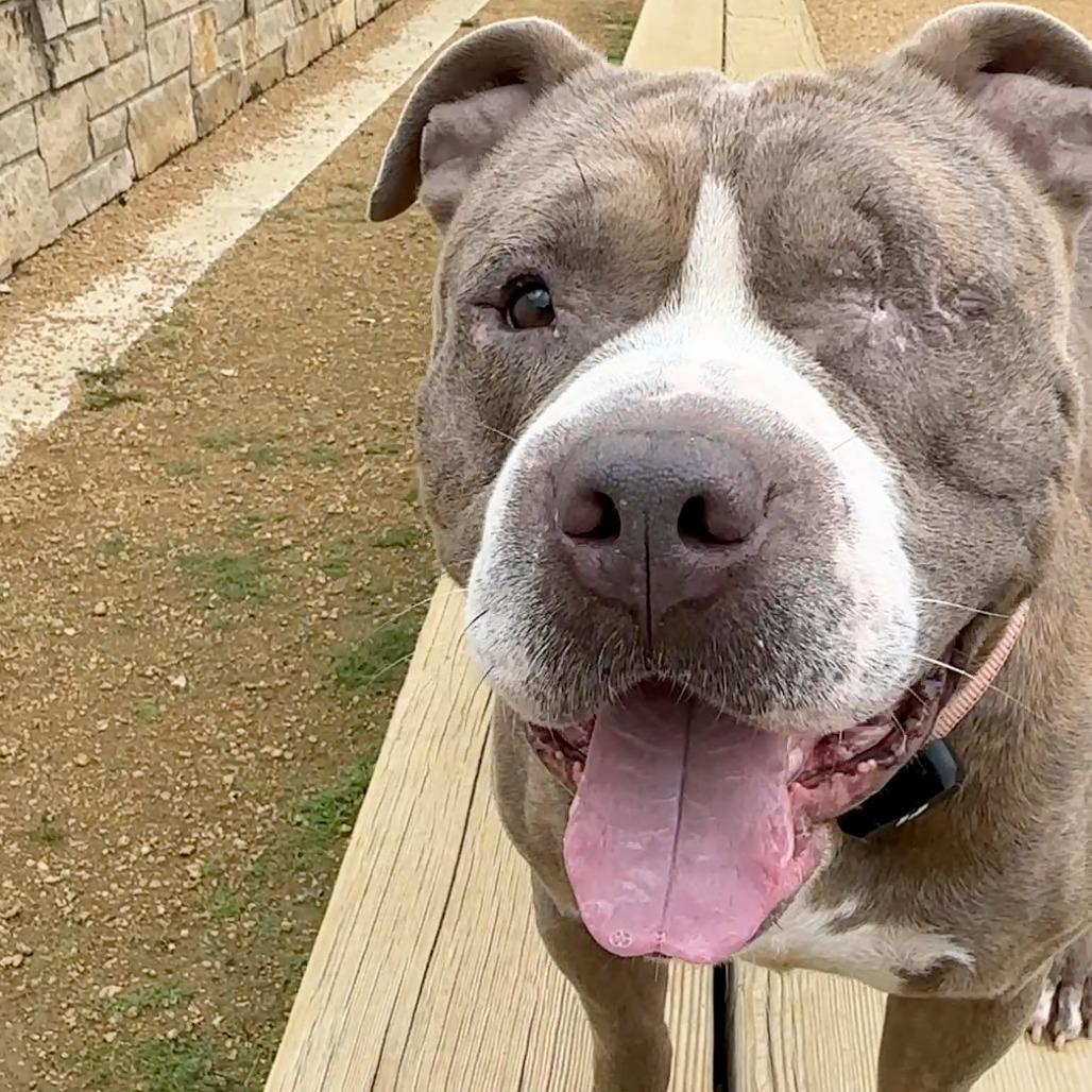 Everett, a Adoptable Mixed Breed in Bentonville, AR image 2/6
