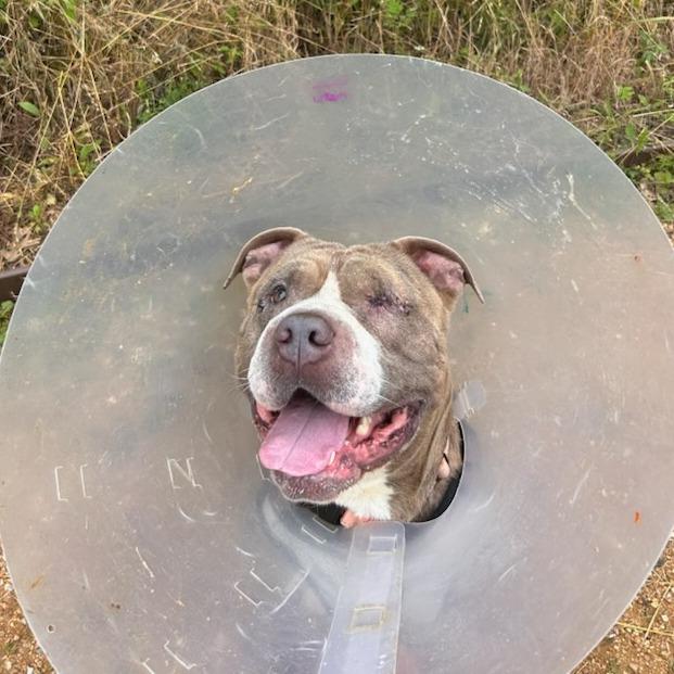 Enlarge Everett, a Adoptable Mixed Breed in Bentonville, AR image 2/4