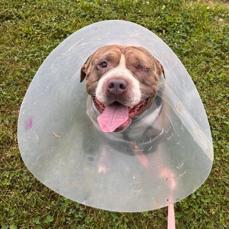 Enlarge Everett, a Adoptable Mixed Breed in Bentonville, AR image 3/4