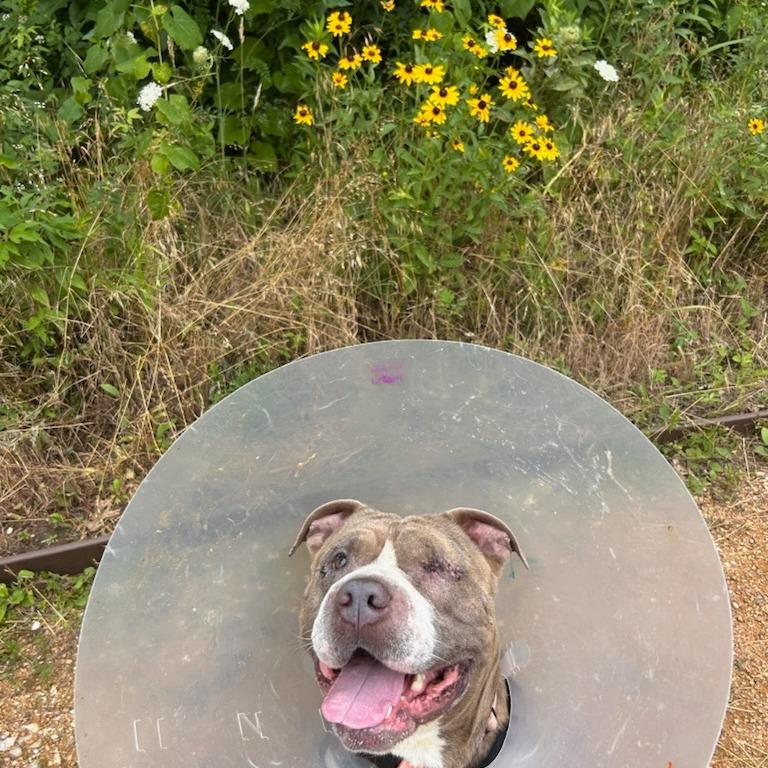 Enlarge Everett, a Adoptable Mixed Breed in Bentonville, AR image 4/4