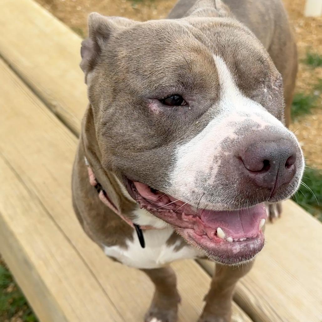 Everett, a Adoptable Mixed Breed in Bentonville, AR image 4/6
